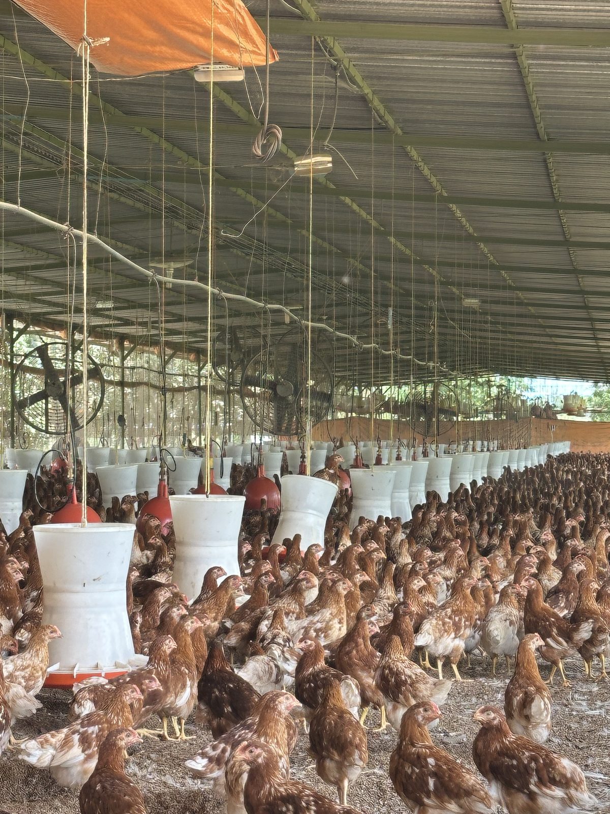 Galpón de producción