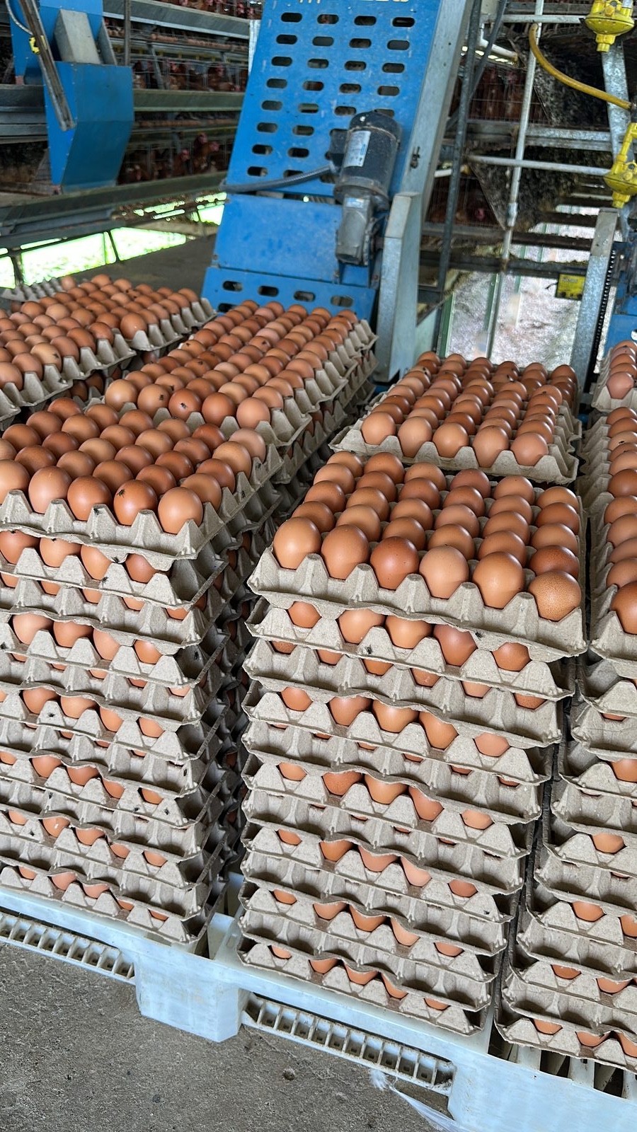 Clasificación de huevos